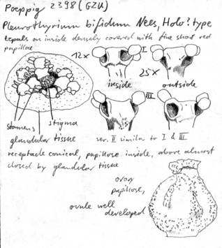 Vorschaubild Pleurothyrium bifidum Nees